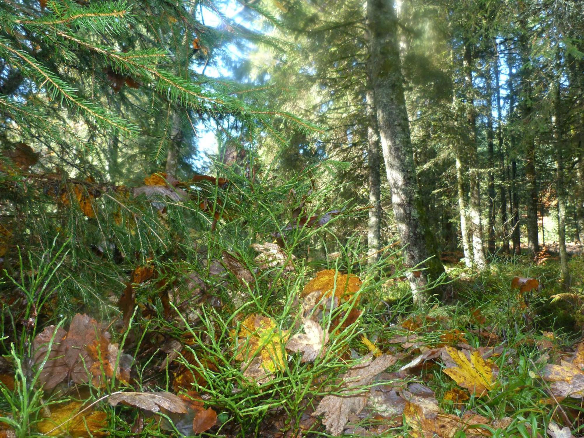 Domaine Des Hauts Viaux La Bresse Buitenkant foto