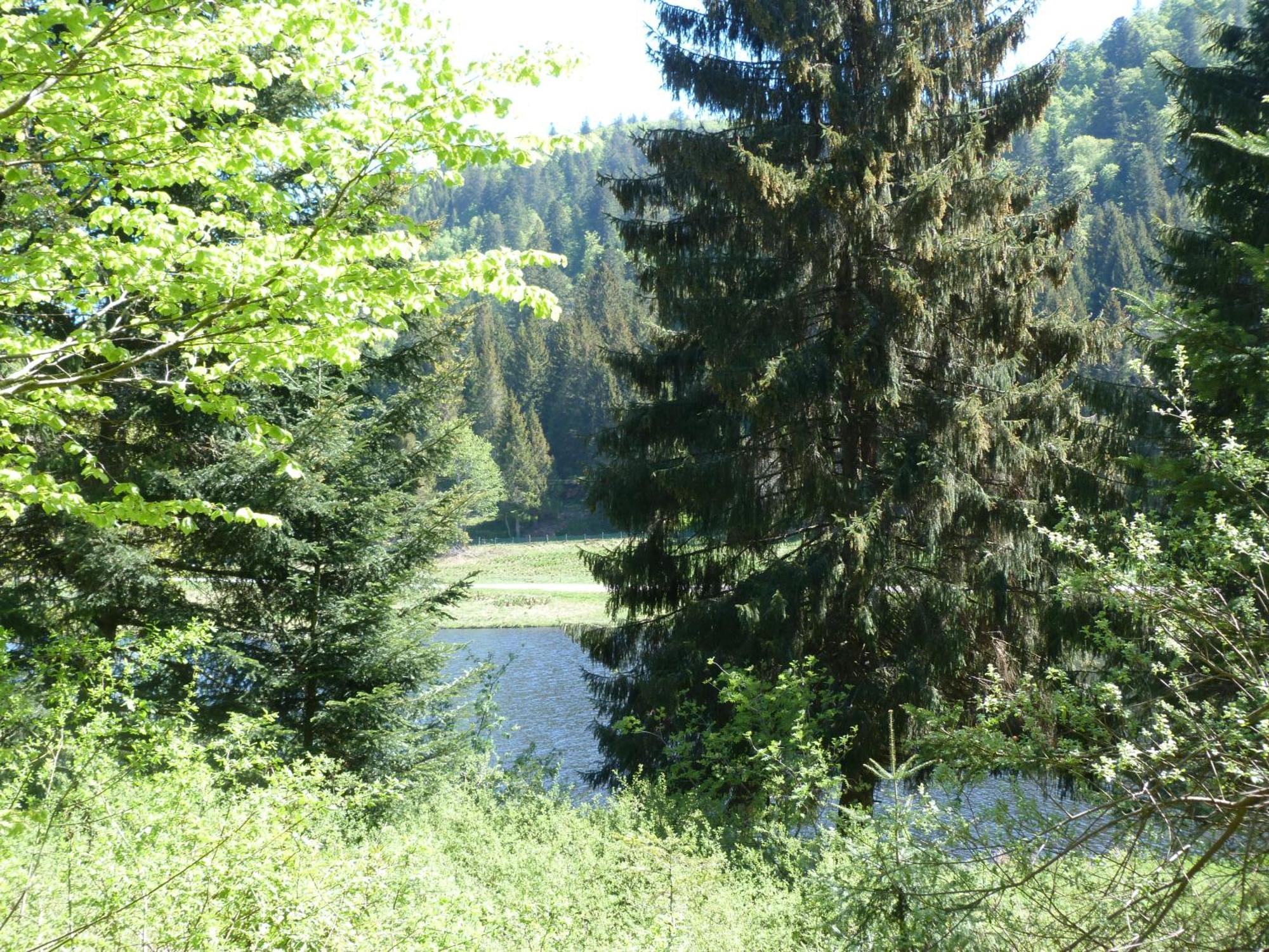 Domaine Des Hauts Viaux La Bresse Buitenkant foto