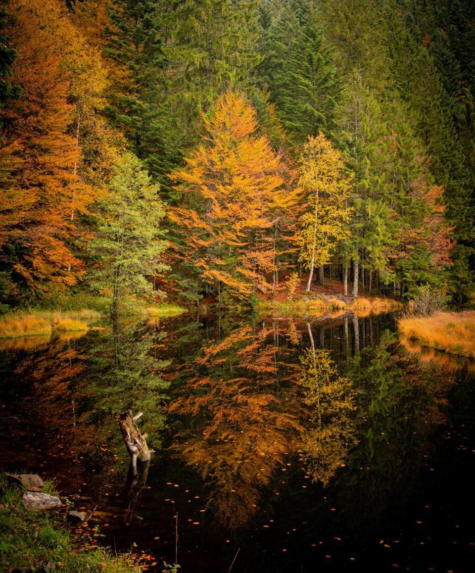Domaine Des Hauts Viaux La Bresse Buitenkant foto